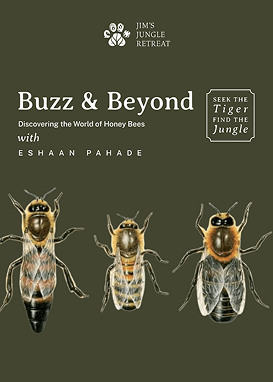 Buzz & Beyond