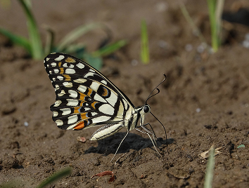 lime butterfly