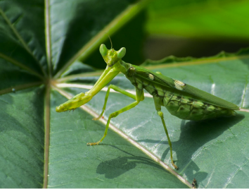 lime butterfly