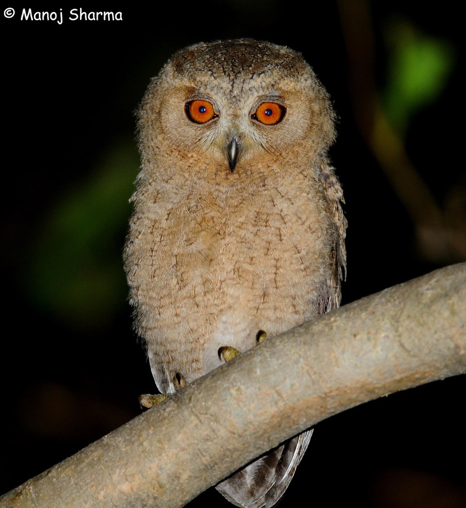 Indian Scops Owl | Best resort in Corbett - Travel Guide of Jim Corbett ...